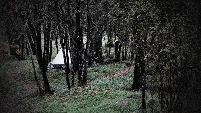 Ett skogsbryn där man skymtar ett tält mellan träden
